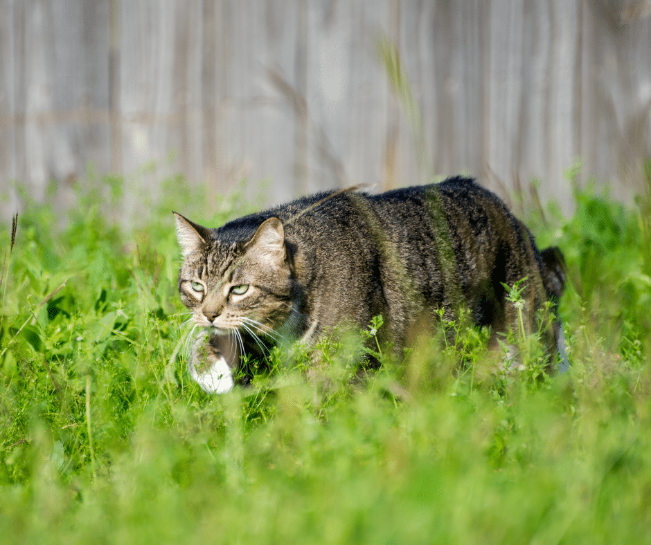 May Is Lyme and Tick Awareness Month: Protecting Pets in The Woodlands from Spring and Summer Parasite Risks